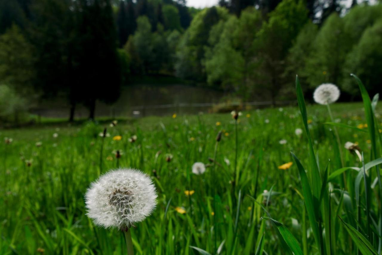 Manoir De Chantemerle Sainte-Fortunade Dış mekan fotoğraf